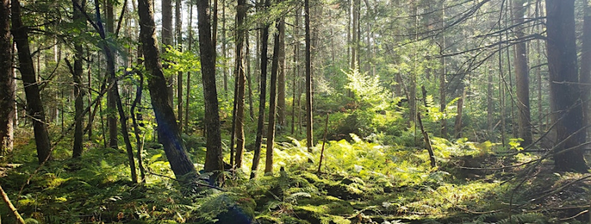 forest at woodbury
