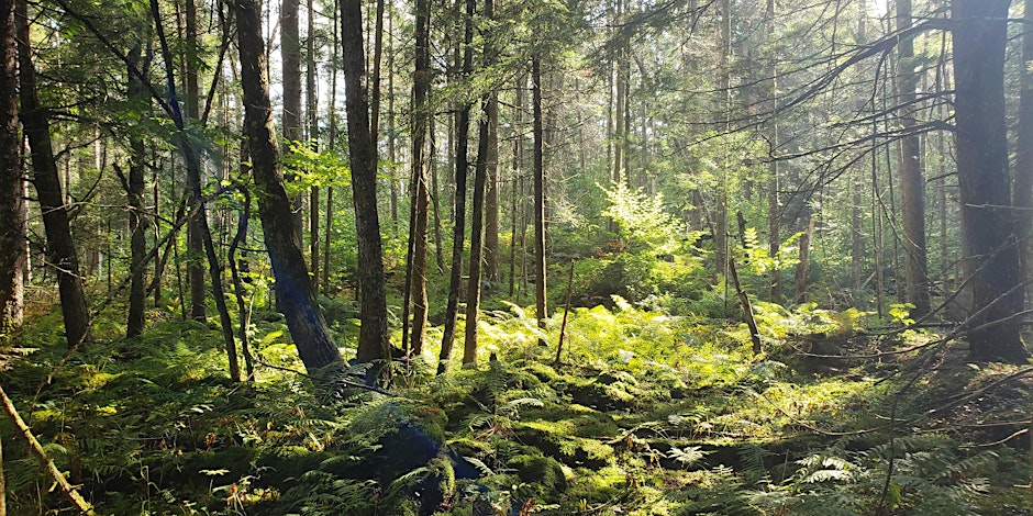 forest at woodbury