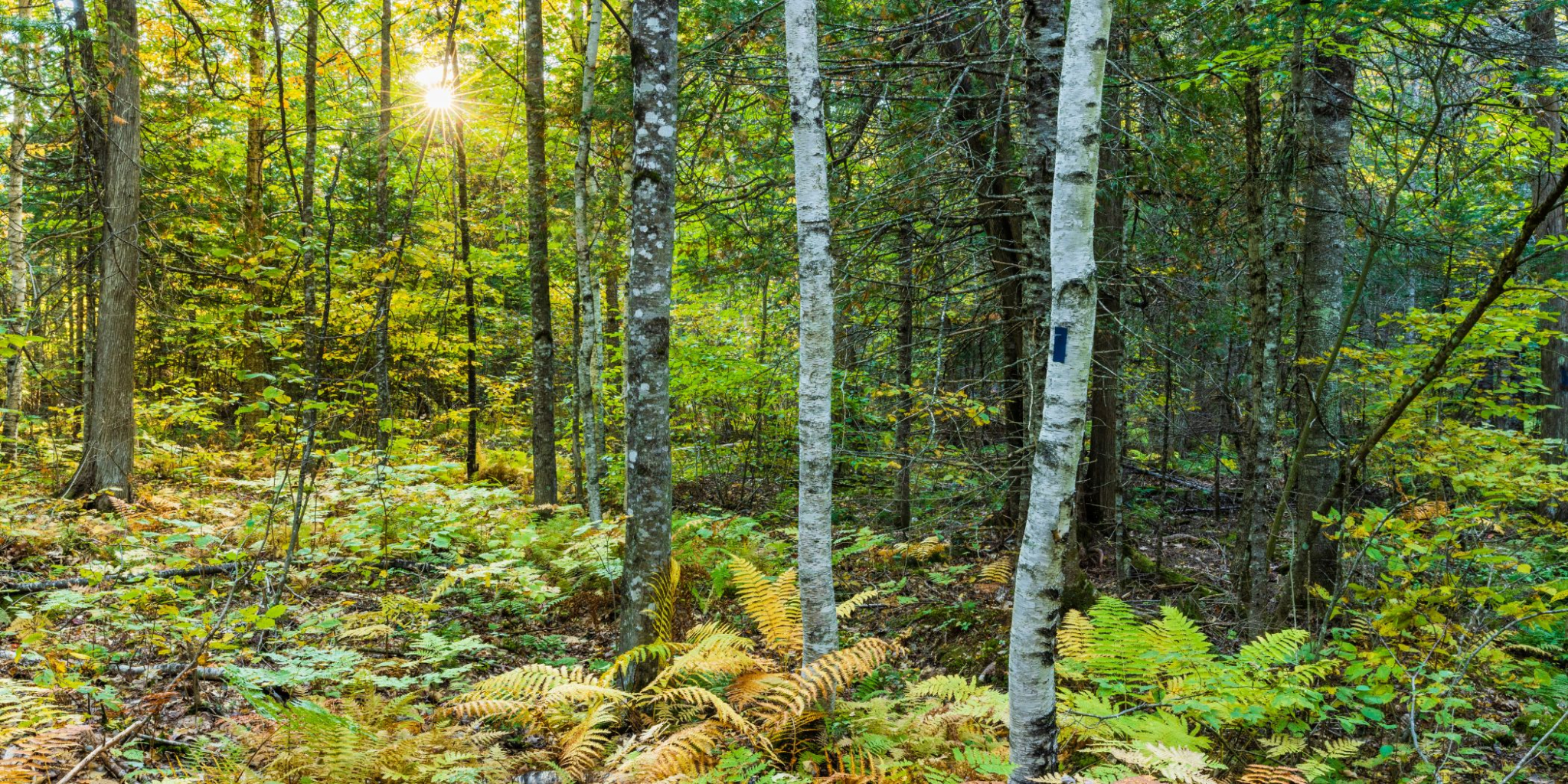 Trees by Jerry Monkman