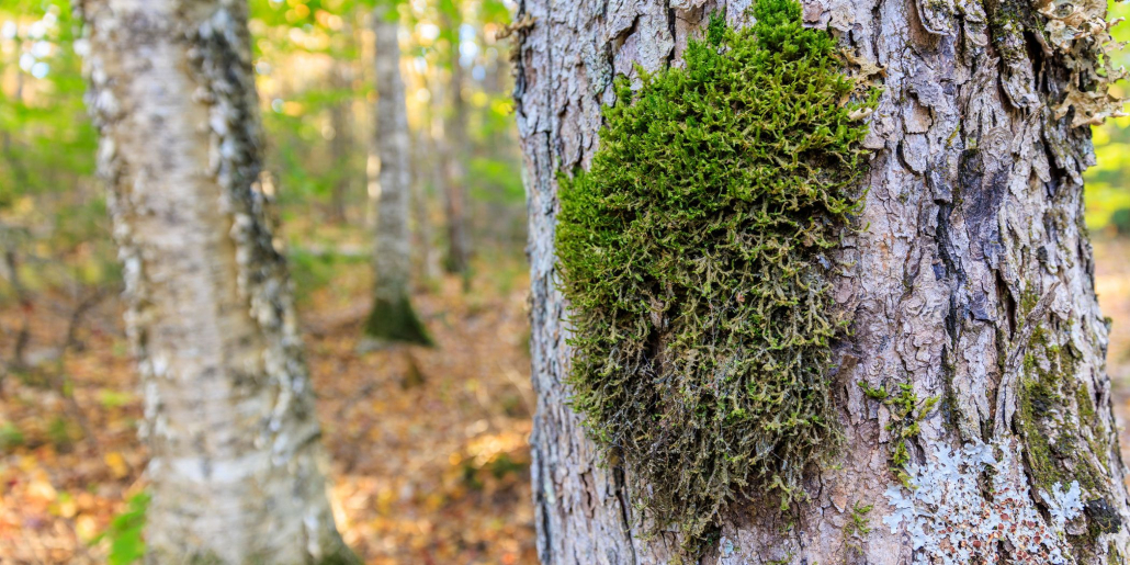 Stewardship and Science Intersect at Alder Stream Wilderness Preserve