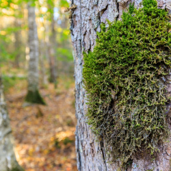 Tree with moss at alder stream