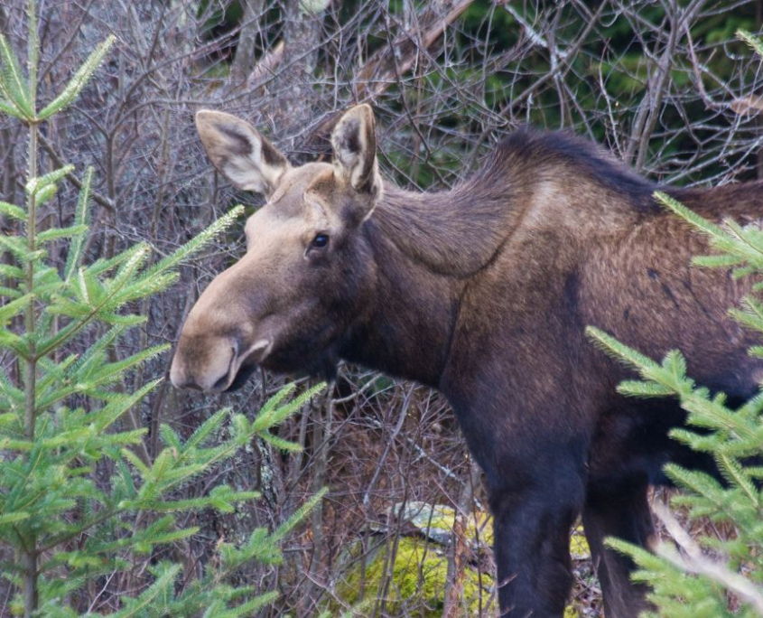 Tracking a Moose in Late Winter