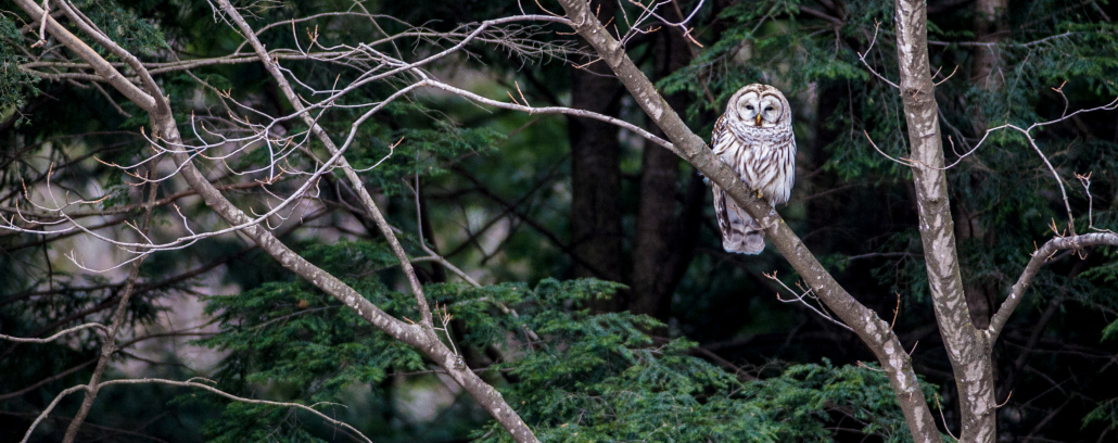 Northeast Wilderness Trust hosts third Learning Circle Book Group