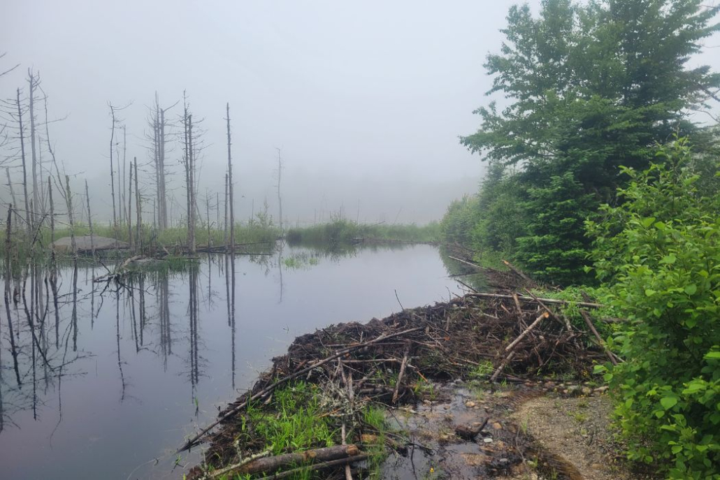 Nearly 2,000 Maine Acres Protected Through the Wildlands Partnership