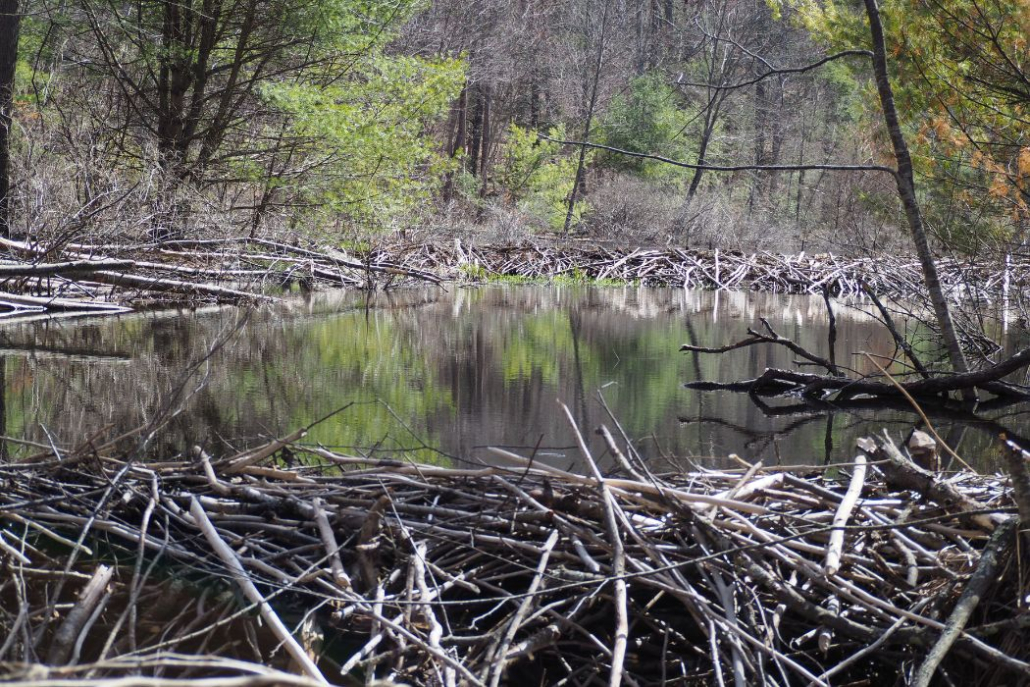 More Than 400 Acres in Northwest Connecticut Conserved as Forever Wild