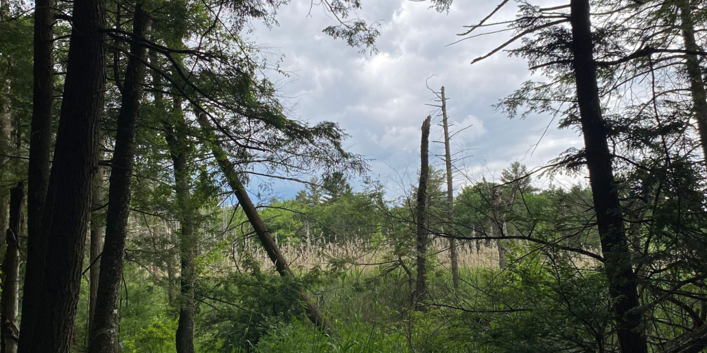 Land Trusts Partner to Protect 600 Acres of Norfolk Forest