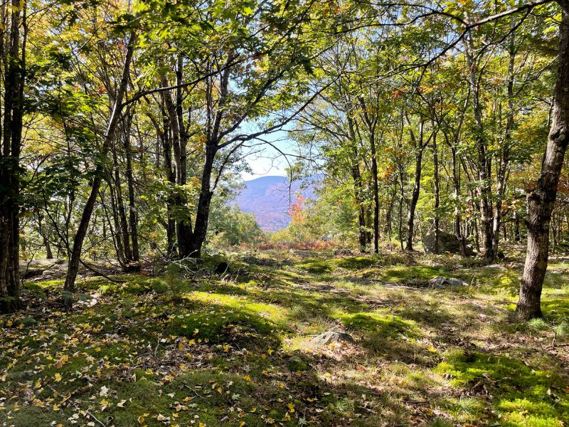 College Hill Wilderness Sanctuary