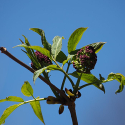 Flowers against a blue sky