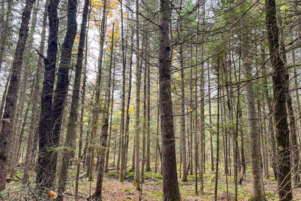 A Woody Window into Wildlife Habitat and Behavior
