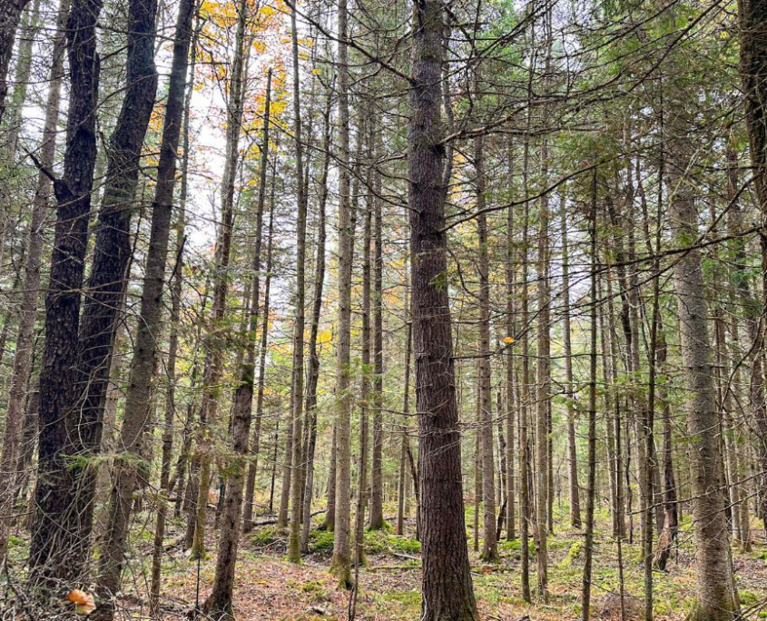 A Woody Window into Wildlife Habitat and Behavior
