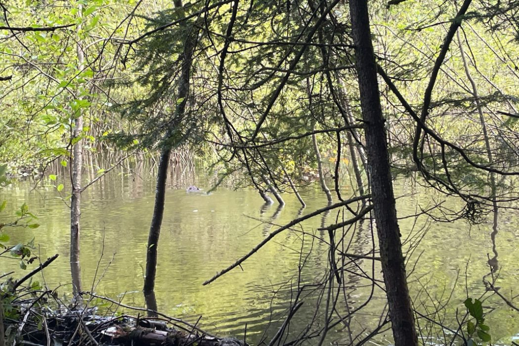 How Beavers, Rewilding Allies, Transform the Landscape