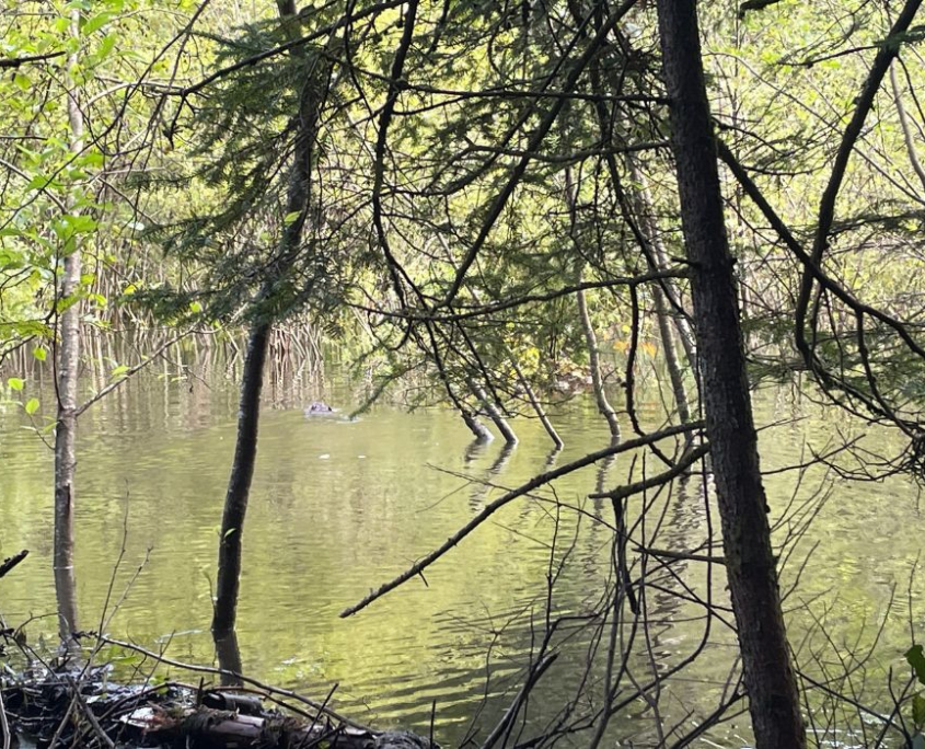 How Beavers, Rewilding Allies, Transform the Landscape