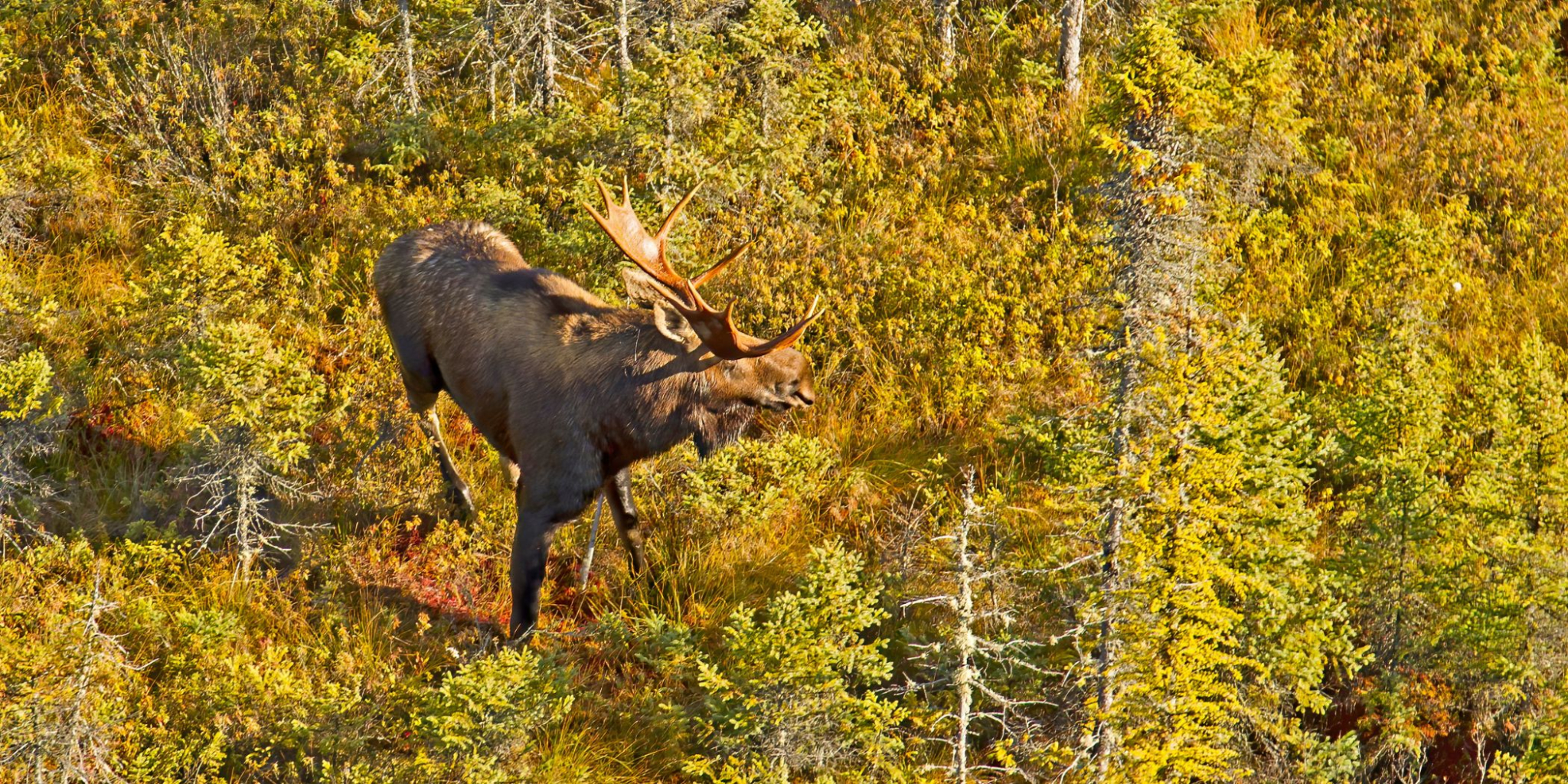 Moose - Larry Master