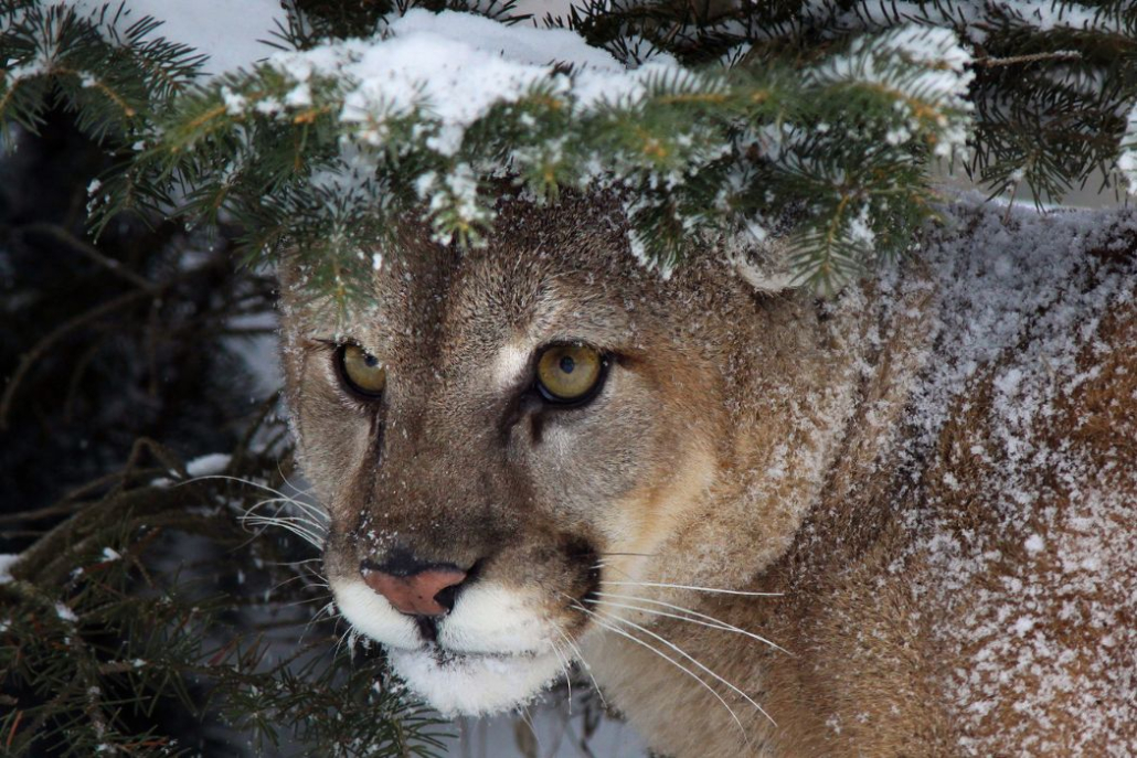 Towards Coexistence with Large Predators