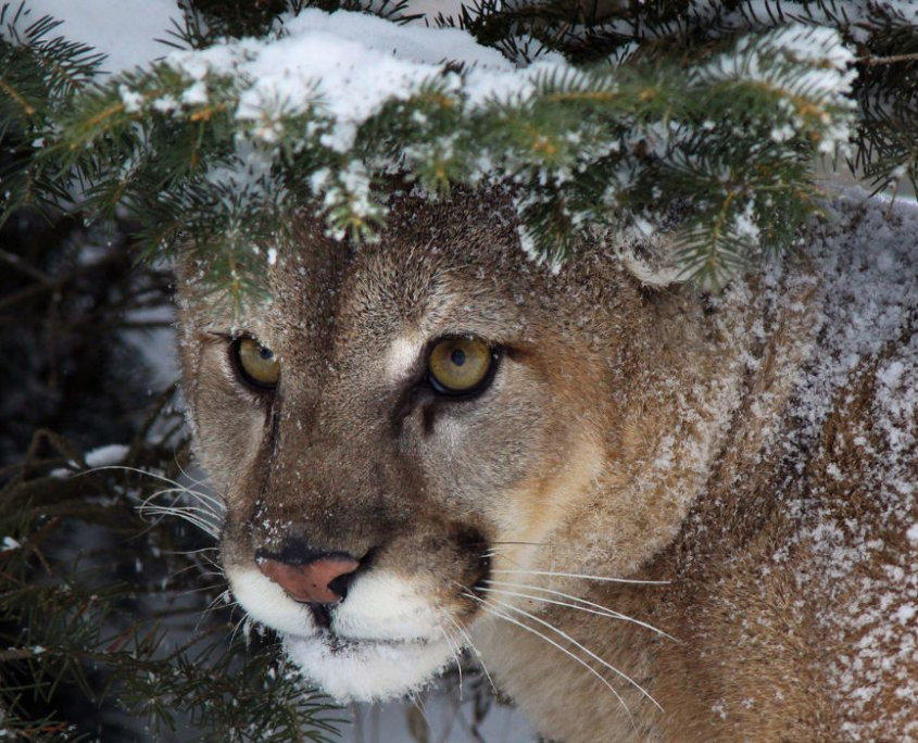 Towards Coexistence with Large Predators