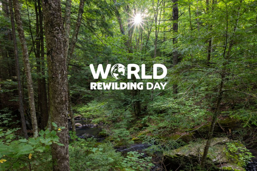 NEWT Staff on What Rewilding Means to Them