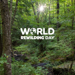 forest image with text saying World Rewilding Day overlayed.