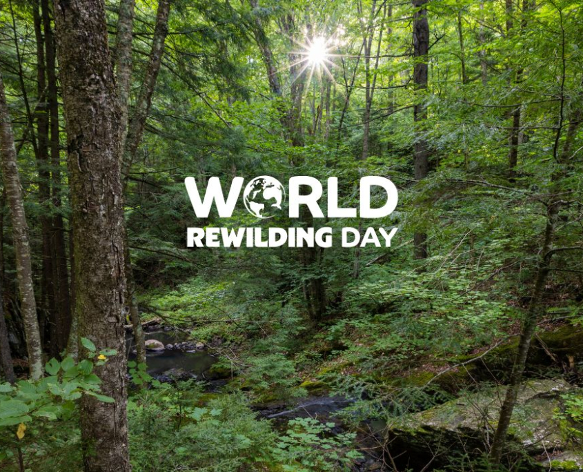 NEWT Staff on What Rewilding Means to Them