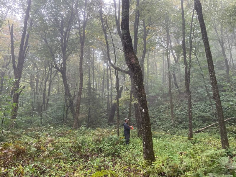Research Summary: The Importance of Structurally Complex Forests