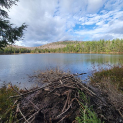 Spruce Ridge Wilderness Preserve