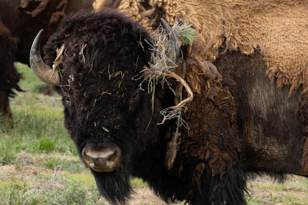 Studying Birds and Wildlands Ecology on the Great Plains