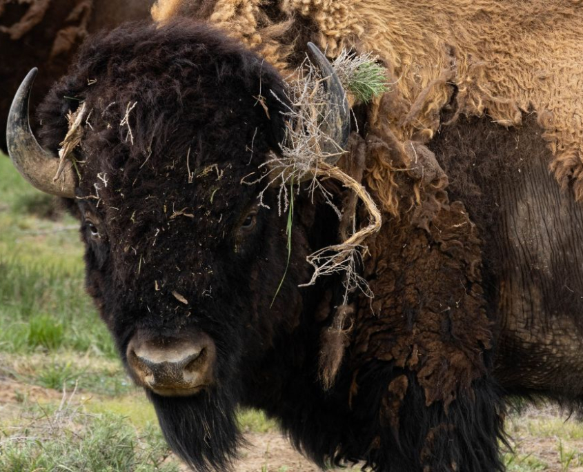 Studying Birds and Wildlands Ecology on the Great Plains