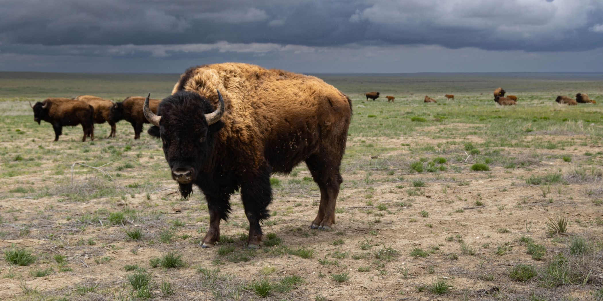 Bison herd