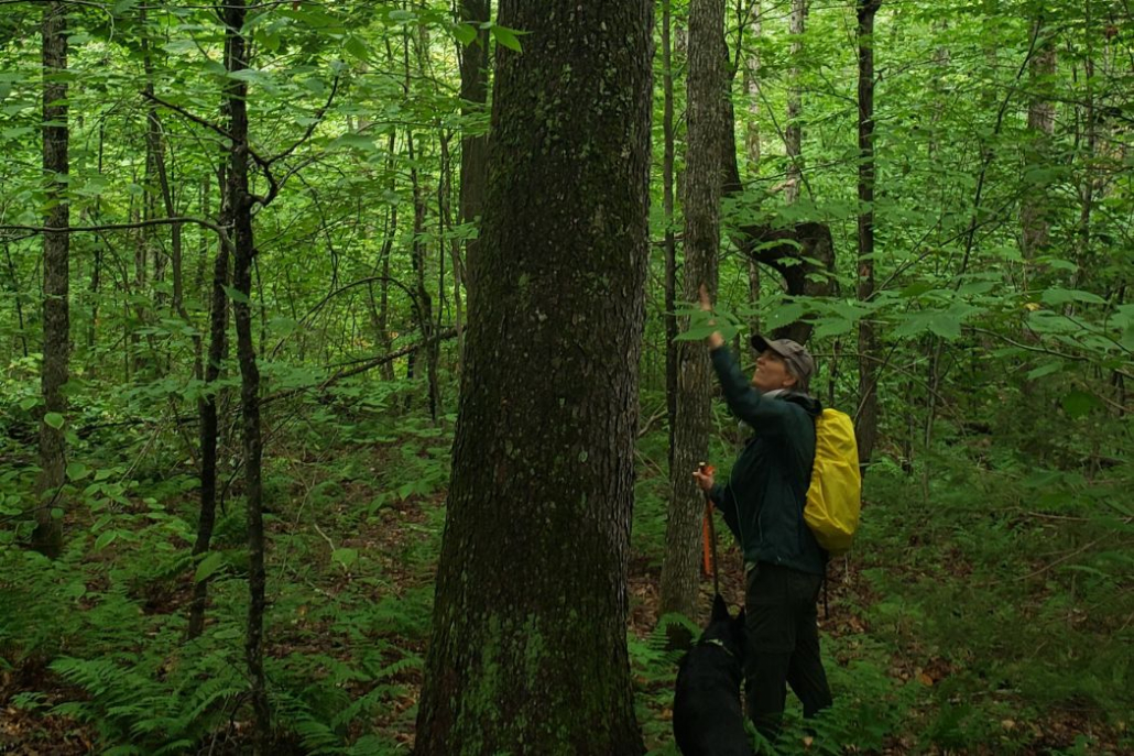 Studying the Rewilding Long-Game: Ecology Research on NEWT Forest Plots