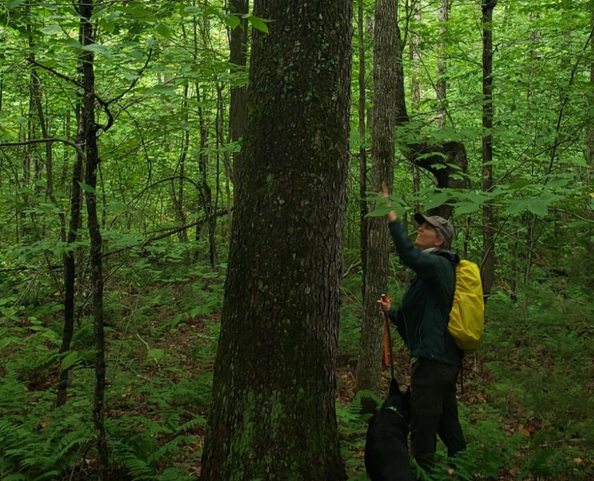Studying the Rewilding Long-Game: Ecology Research on NEWT Forest Plots