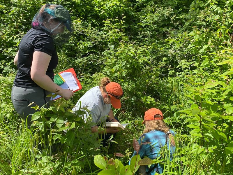 Three people in the woods conducting research