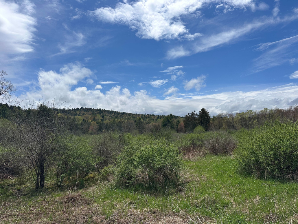 Warblers of the Shrublands
