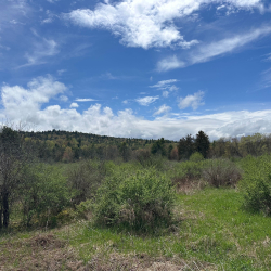 Shrub land at Split Rock Wildway in New York