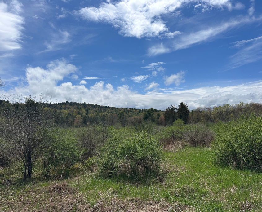 Warblers of the Shrublands