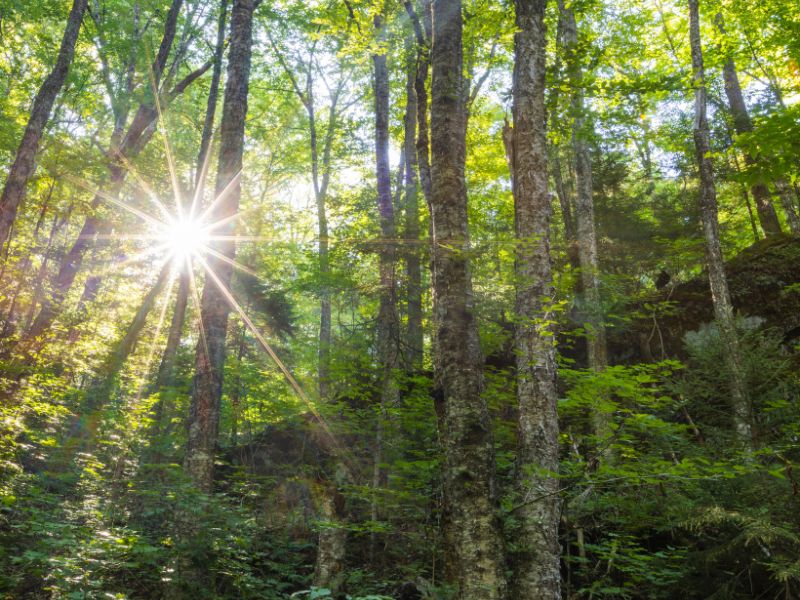 Wildlands Ecology Past Presentations and Appearances