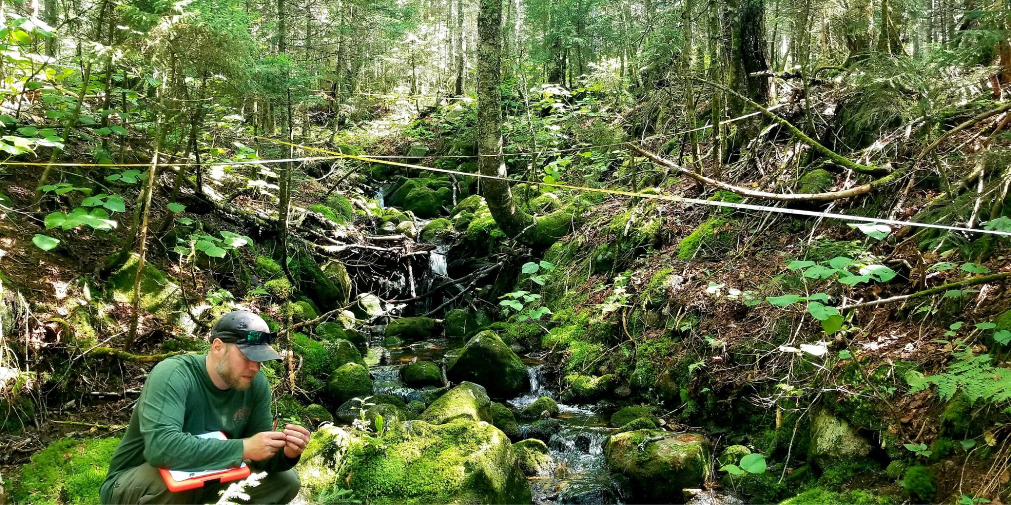 Person at forest research plots