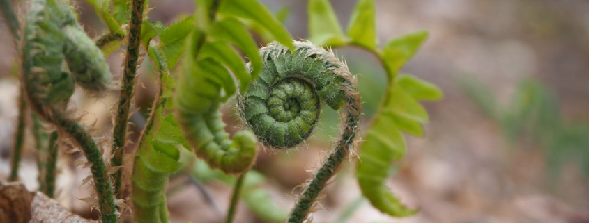 Fern at Bramhall