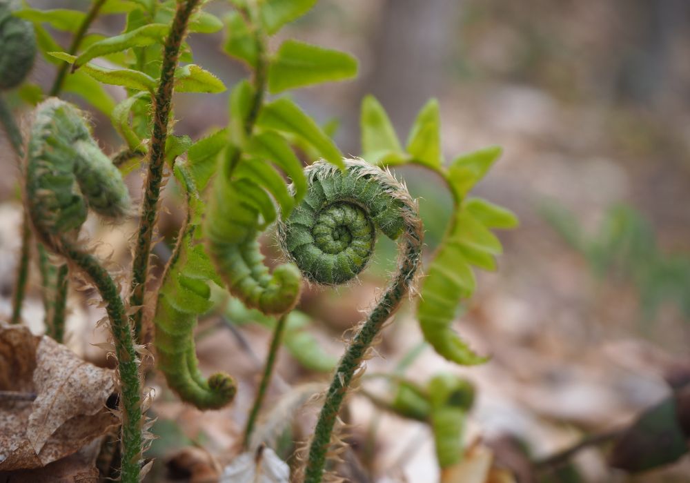 Bramhall Fern Fern at Bramhall