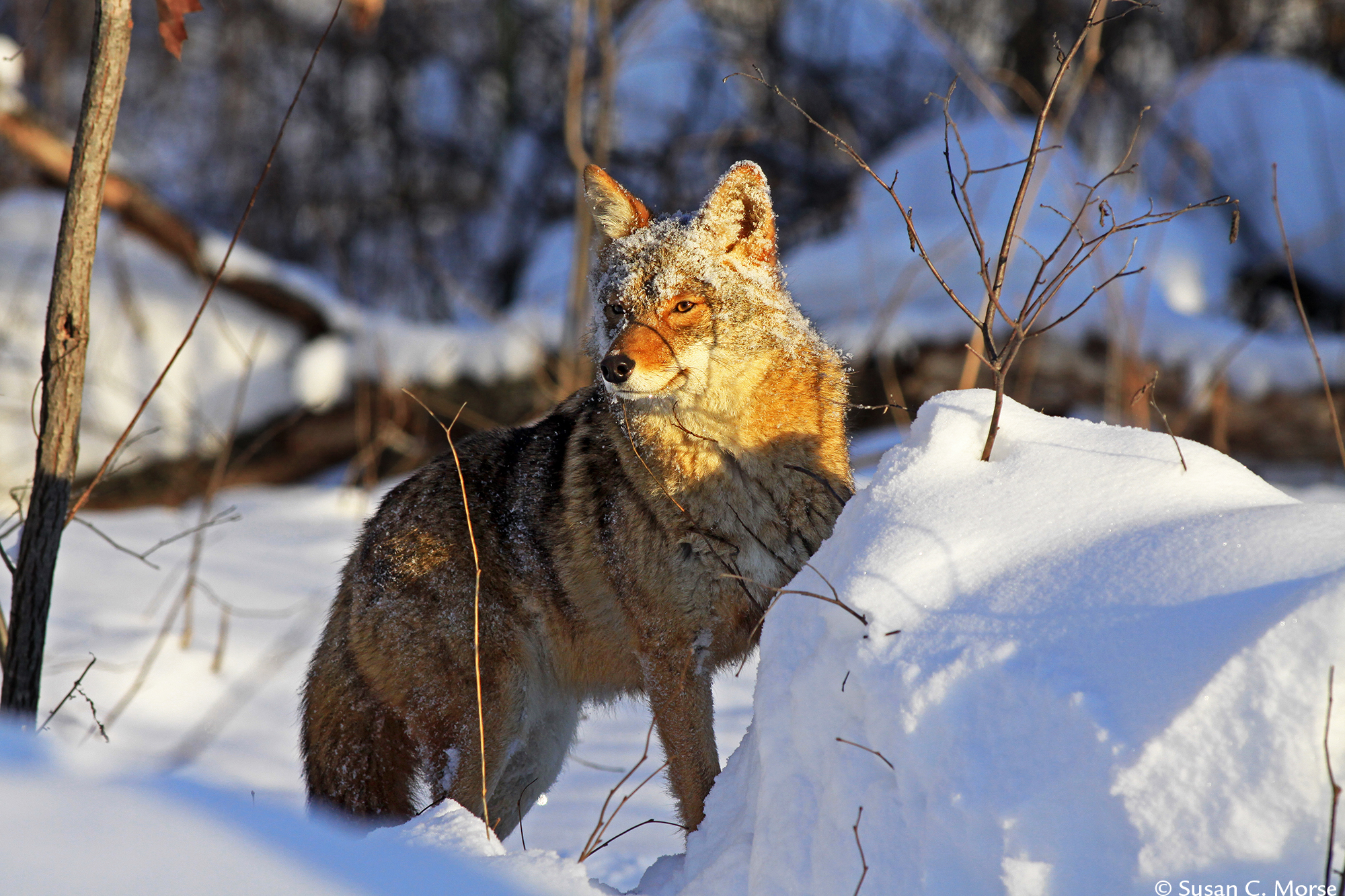 coyote in winter