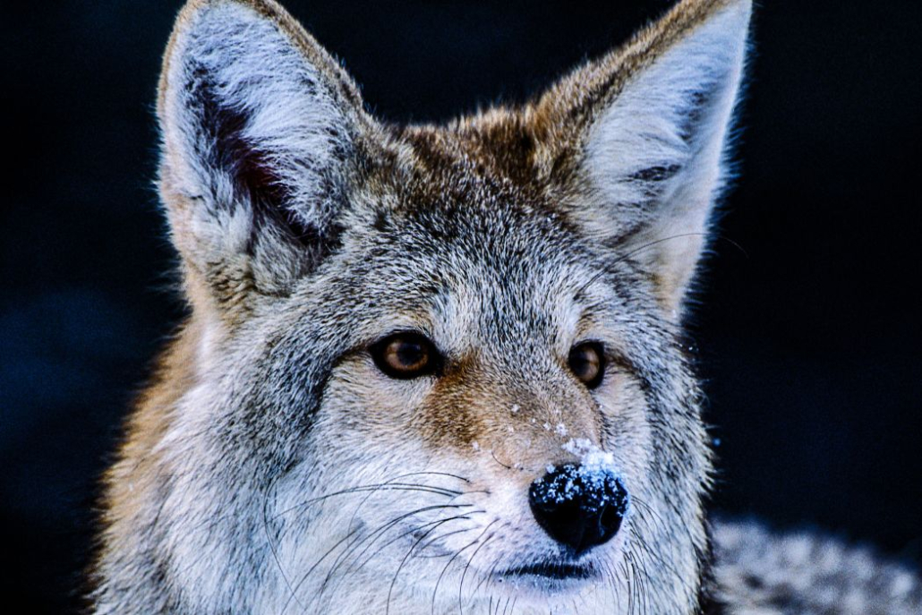 The Eastern Coyote: An Adaptable, Misunderstood Addition to the Northeast’s Ecology