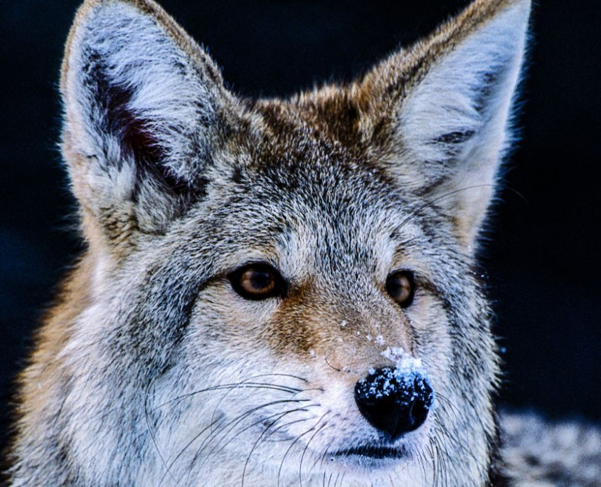 The Eastern Coyote: An Adaptable, Misunderstood Addition to the Northeast’s Ecology