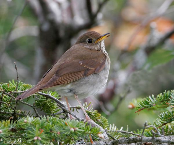 Rewilding the Northeast Booklet