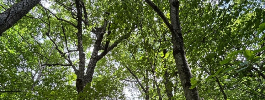 Looking up at canopy