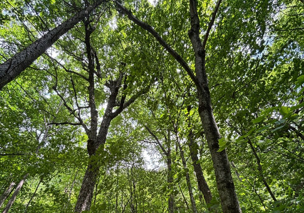 Looking up at canopy