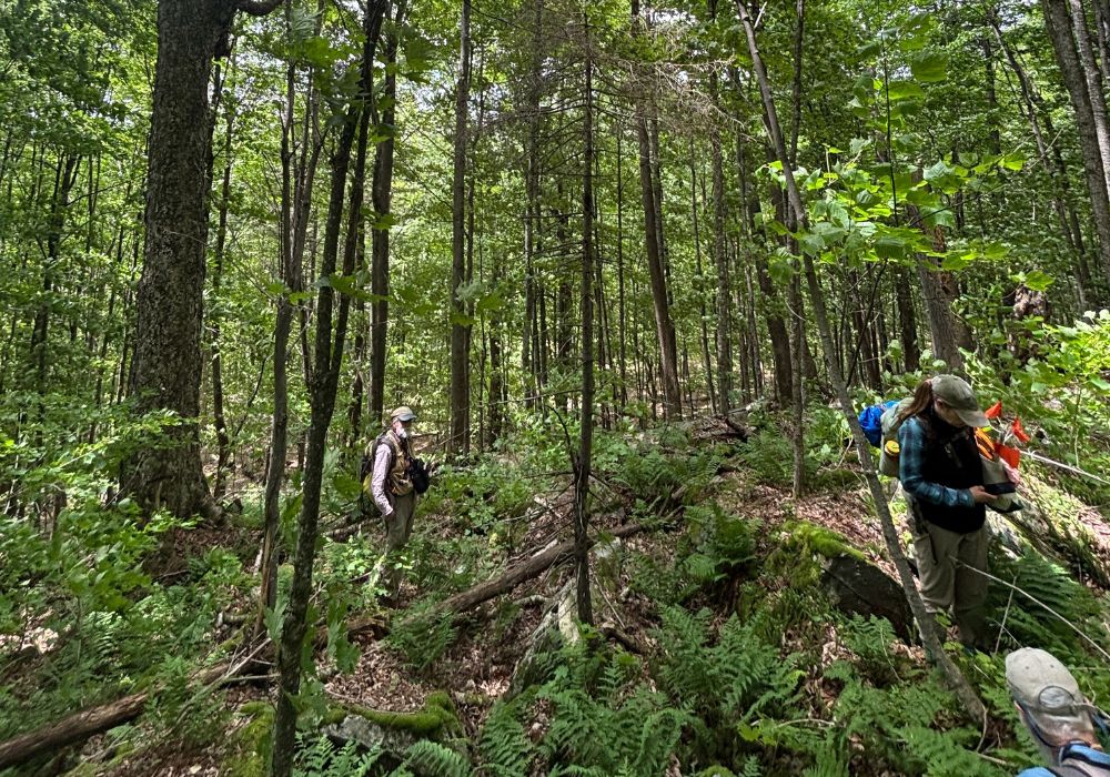 Two people standing in the woods with a big birch tree