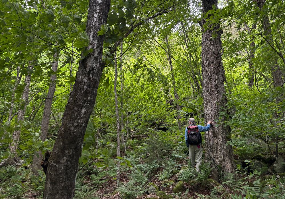 Measuring a yellow birch tree in a forest