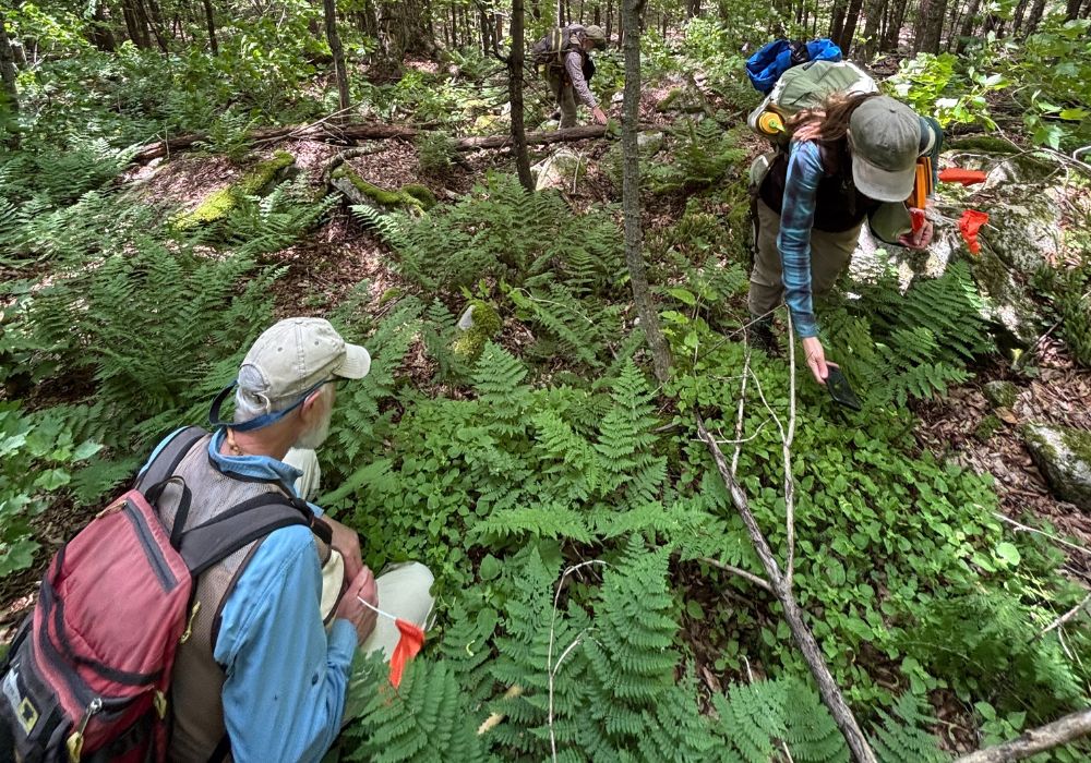 Two people looking at ferns