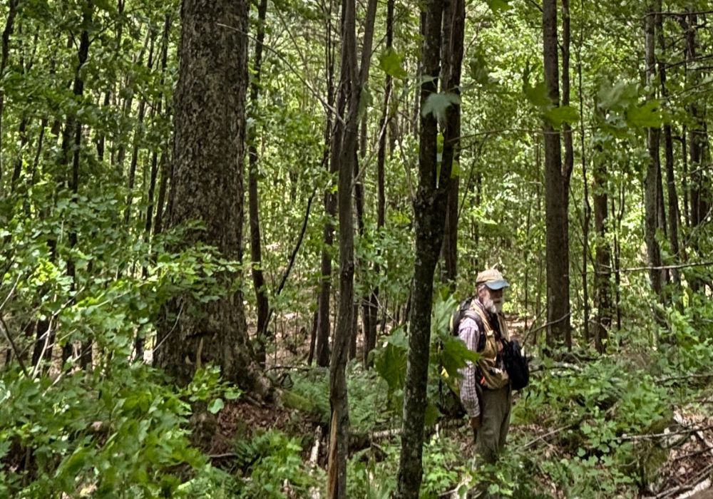 Person standing in the woods