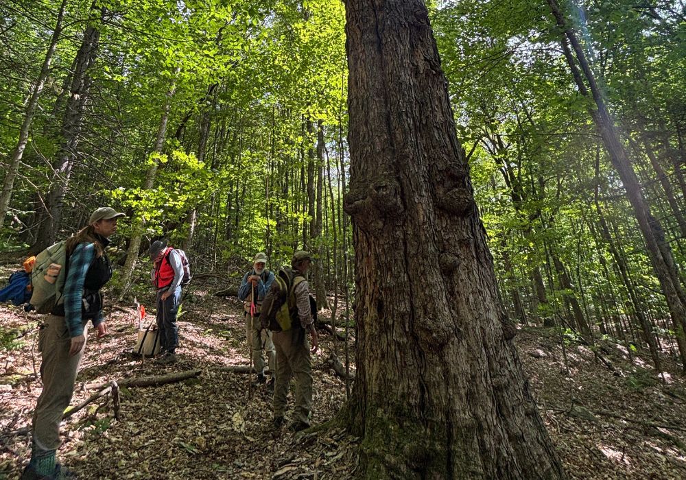 People looking at sugar maple