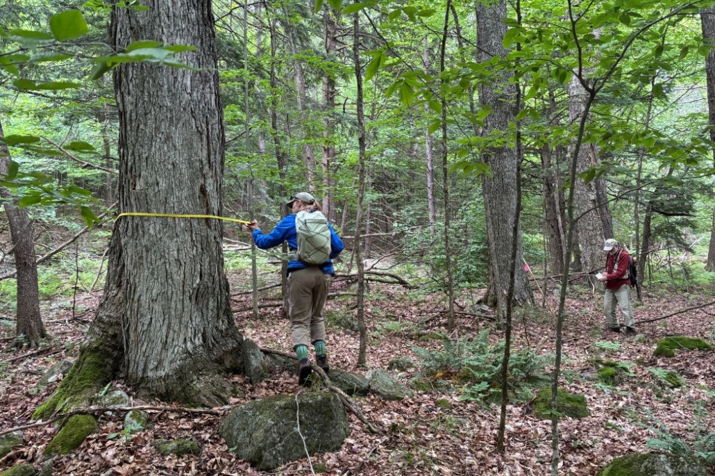 Old Trees and the People Who Know Them
