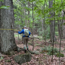 Two people in the forest measuring trees